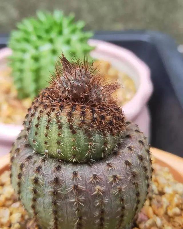 士童|误以为仙人掌很难开花，凑齐“4个条件”，开花一点不稀奇！