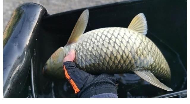 野生大草鱼太狡猾，不肯吃商品饵，唯独这种传统钓法才好使！