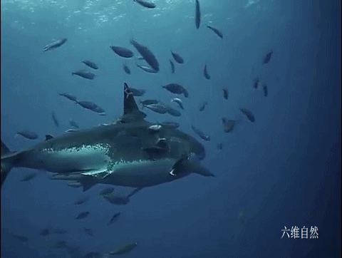 大白鲨 南非拍摄到一条迷人的大白鲨,吸引鱼群帮其去除角质,就像在鱼疗