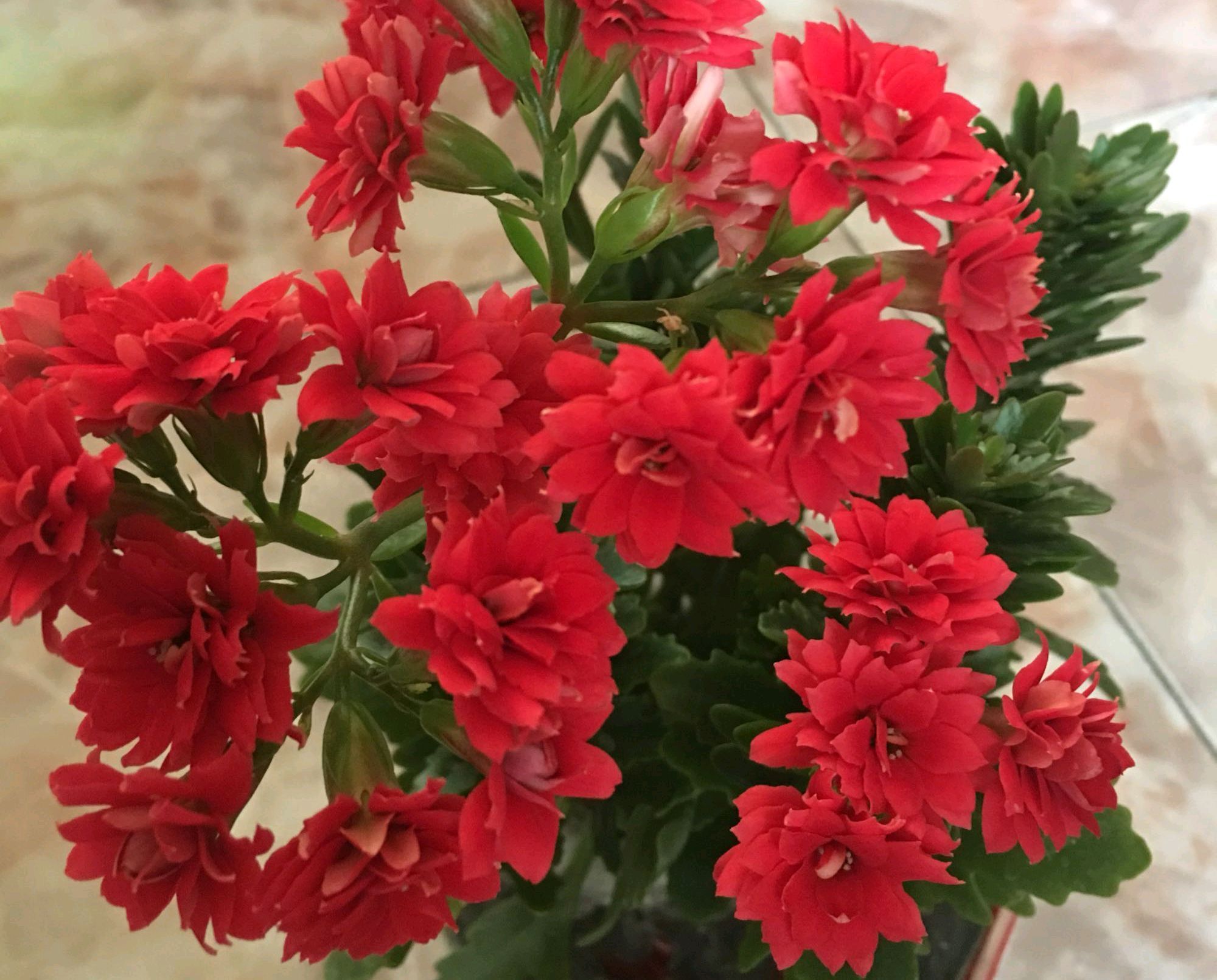 秋季养长寿花,做到这些,枝繁叶茂开花爆盆很简单