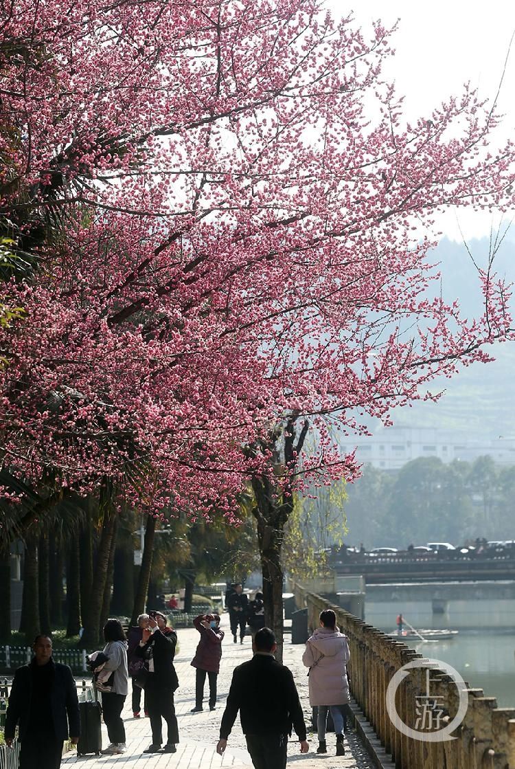 重庆|重庆黔江：春暖梅花开，赏梅迎春来