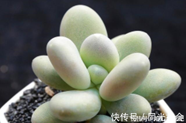 肉友们|多肉植物里的“六大美人”，我家养了几棵，有些确实难养！