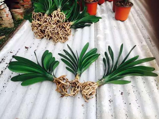 君子兰“烂根”巧处理，学会1招，2个月根系长满盆，比以前还壮！