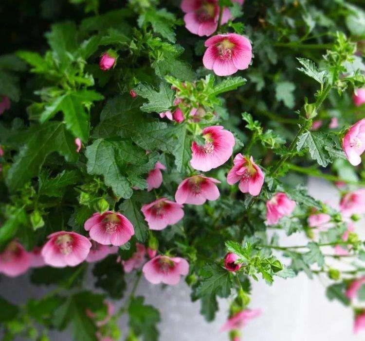 花期半年，容易爆盆的粉紫色小木槿特别容易养，夏天开花不断