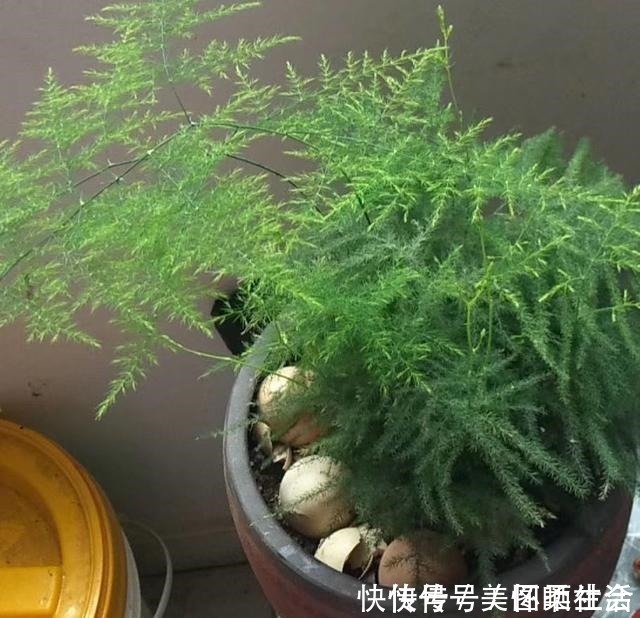 花盆|花盆里有小飞虫，不用喷药，简单1个方法，干净清爽，花草旺！