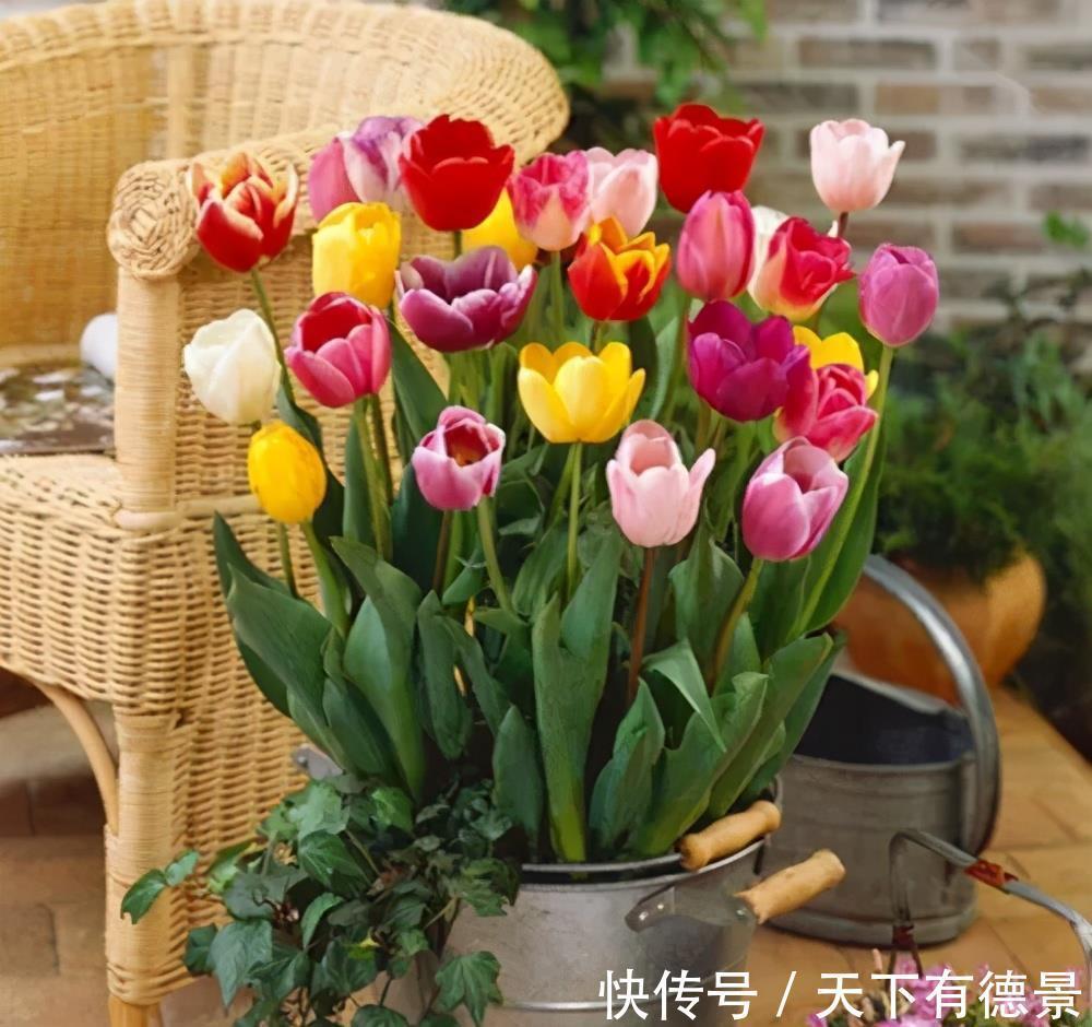 蟹爪兰|4种漂亮花,7月不要买,养不活费钱又费力,9月再买也不迟