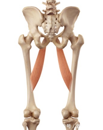 损伤|最伤股骨头的动作,你知道是哪些吗?