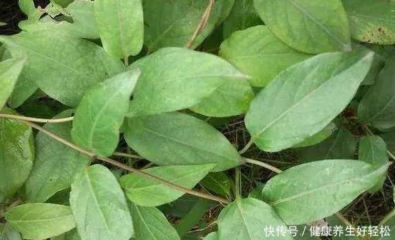 南方一种臭藤,叶子有鸡屎味,却成极品野菜,民间常用来煲汤!