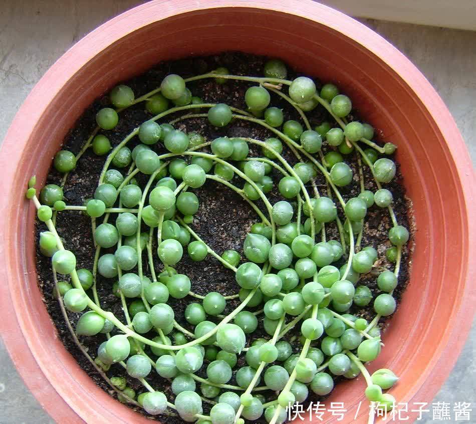 养多肉佛珠，用一个简单省心的方法，圆鼓鼓，几个月挤爆花盆