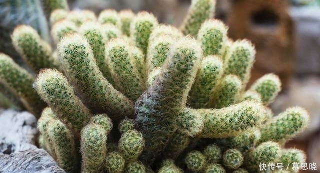 浇水|金手指是家居盆栽不错的选择，前提要学会这些养护哦！