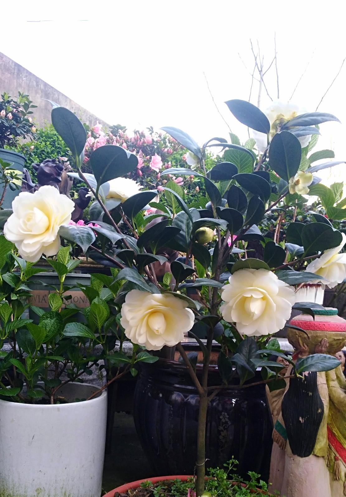 此花是中国传统名花,可媲美牡丹,植株低矮,还可盆栽观赏