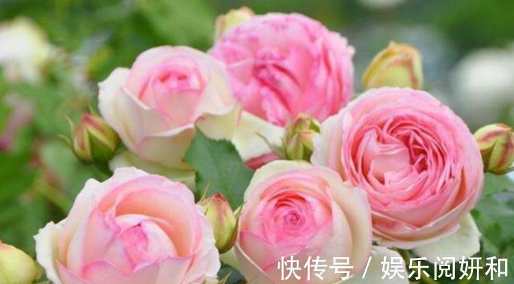 花型|家里阳台养此款花,新手也能养爆盆,沾点水就疯长