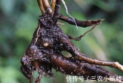 栌兰|农村被称为“土人参”的野草,曾当野菜来食用,殊不知还能入药