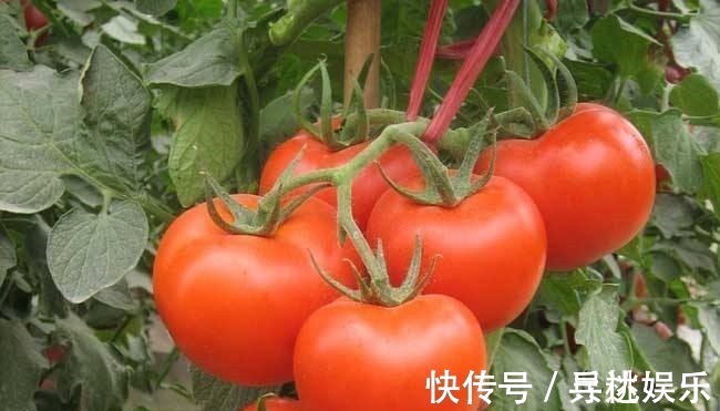 维生素c|吃西红柿一小时内, 切记别碰3种食物, 现在知道还不晚!