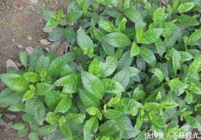 提个醒：农村路边若见此野菜，随手摘点带回家，好处不请自来