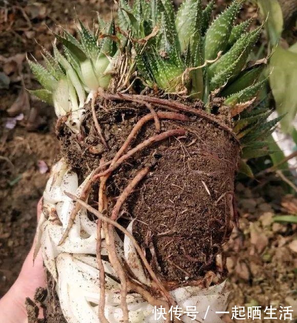 花上长了这个，再不换盆，就要憋死了！花上长了这个，再不换盆，就要憋死了！