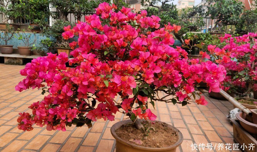 条件|三角梅只需要见光控水就开花？错！还要有2个前置条件