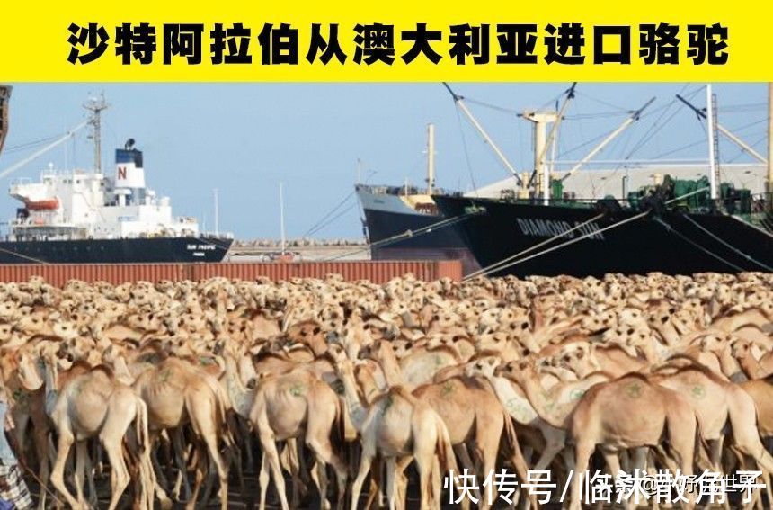 懒惰是一种遗传特征？世界上存在的6个奇妙的冷知识