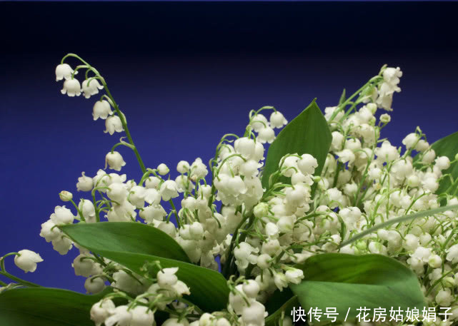 有种名贵的植物,植株可入药,花朵可提取精油,养护却很简单