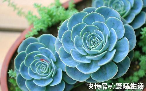 观音莲|推荐6款多肉植物，皮实又好养，是家庭盆栽佳品，适合新手！