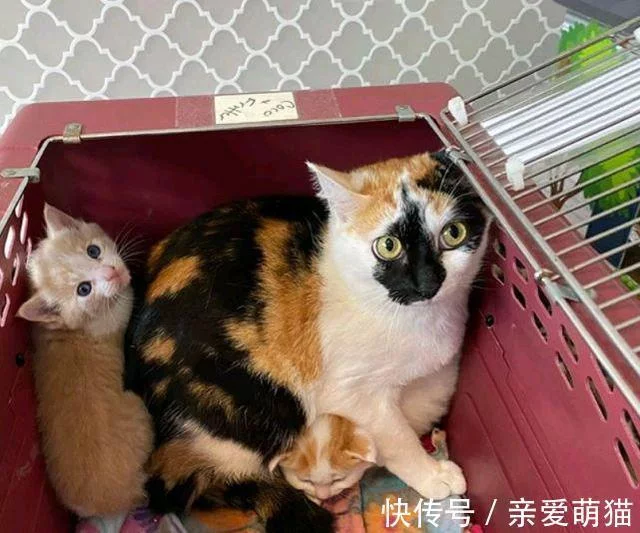 猫妈带俩娃偷盗被抓，身上又没钱，男子：留下2只小猫抵债吧！