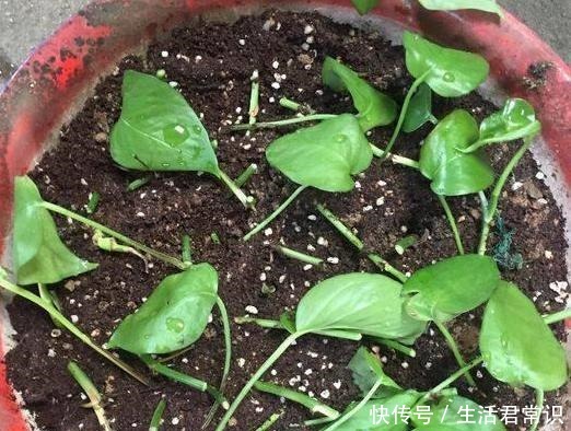 如何让绿萝大量繁殖学会土插、水培技巧，枝干蹭蹭长出大白根！