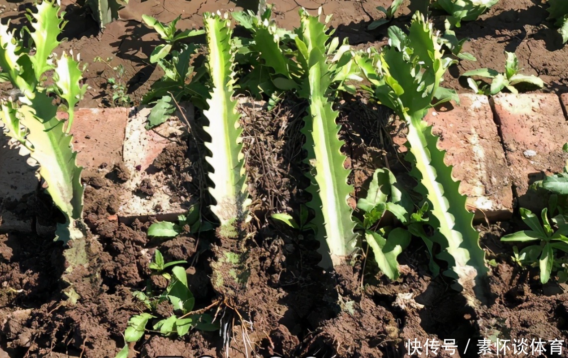 辟邪|镇宅辟邪的风水植物:龙骨,盆栽做到这些,个头猛窜、开花漂亮