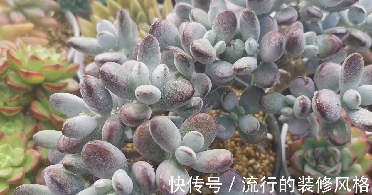 肥皂块|怎么消灭蚧壳虫？用这几种办法，既不会伤害花草又省钱高效
