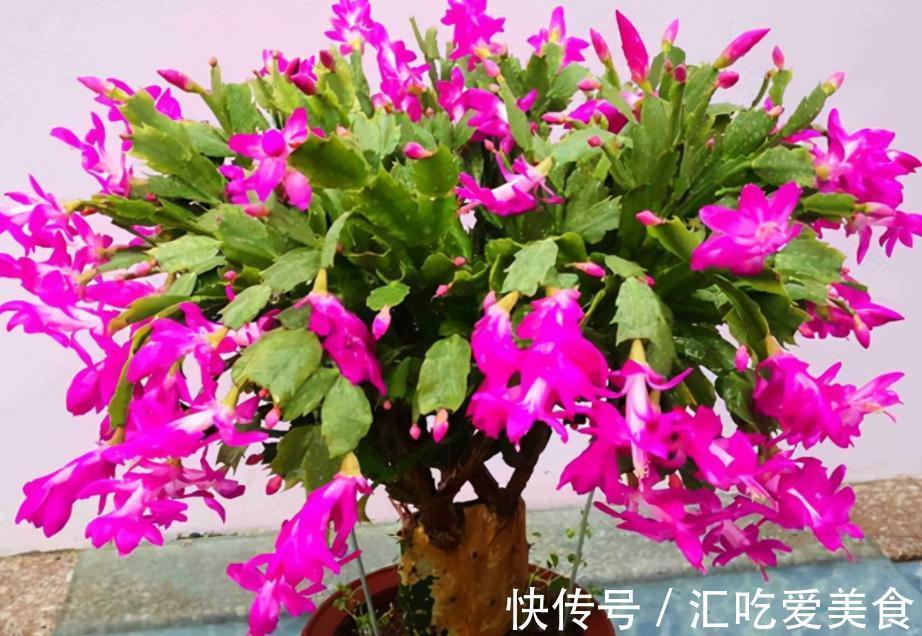 带苞的蟹爪兰,刚买回家就变“徒”该怎么办?趁早调控这些细节