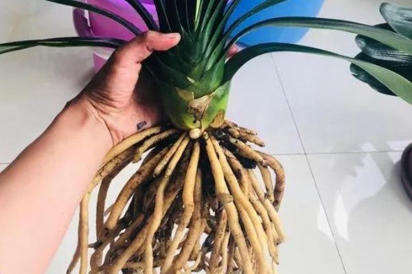 换盆时机到了,家中有此6种花的,再慢一步植物都会“活不长”