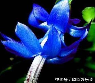 扦插法|蟹爪兰的繁殖方法,原来是这样,长见识了