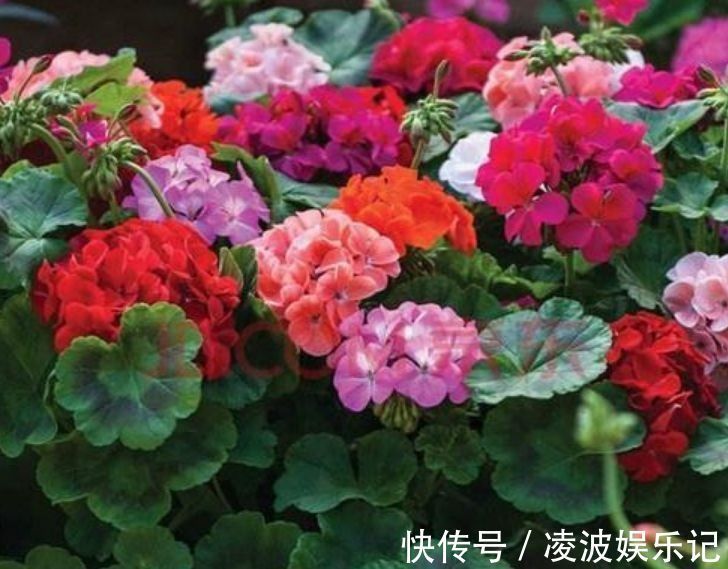 4种花很漂亮,好养易活能爆盆,比牡丹美,比绿萝好养