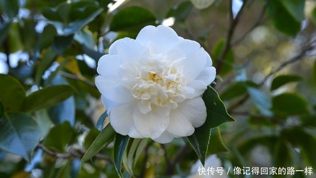 盘点白茶花的三大品种,纯白剔透!你见过么?