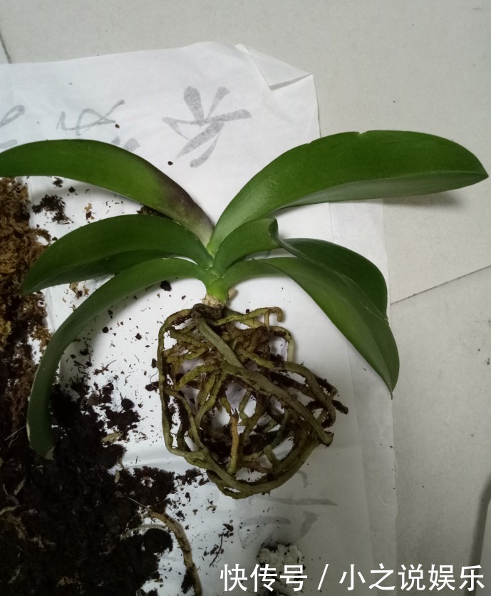 秋天|入秋还不赶紧换盆那你的花就等着枯死吧,肯定捱不过今年!