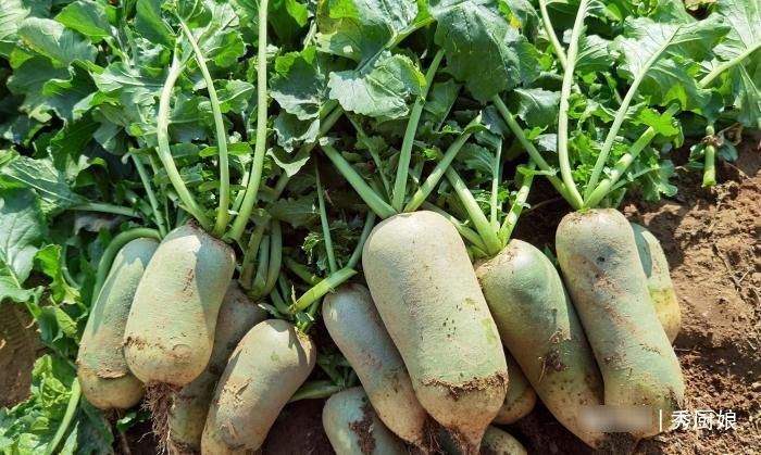 立冬后，碰见此菜别手软，整上30斤晒成干，随吃随取，营养又好吃