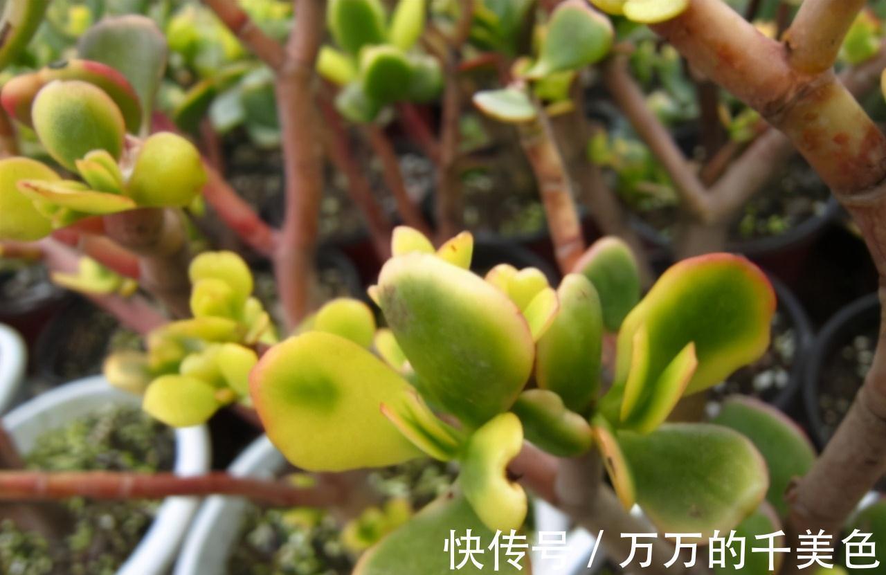 老桩|张大爷养的玉树,二三年全都成老桩,有些还开出漂亮的花,值钱了