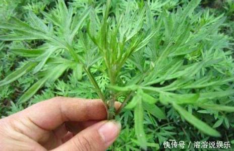 常用艾草泡脚，身体收获三个好处，但泡脚要注意时间，不能饭前泡