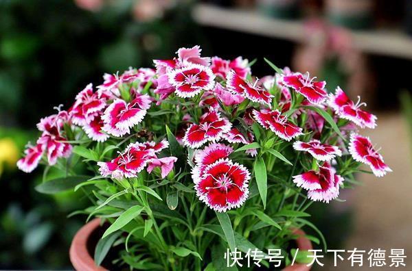 喷洒|养花,对花卉喷洒适量的醋溶液,能使植物花卉长得旺盛,开花艳丽