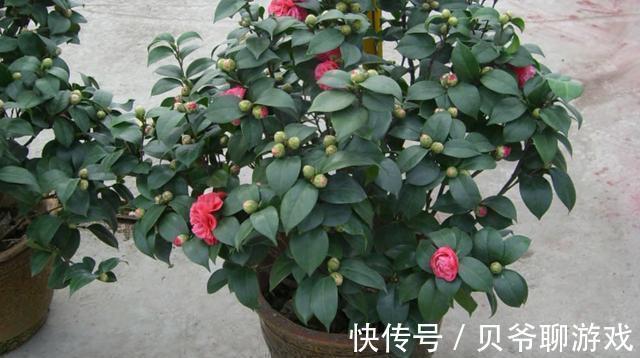 要像茶花养得好,记住以下这点,花开爆盆