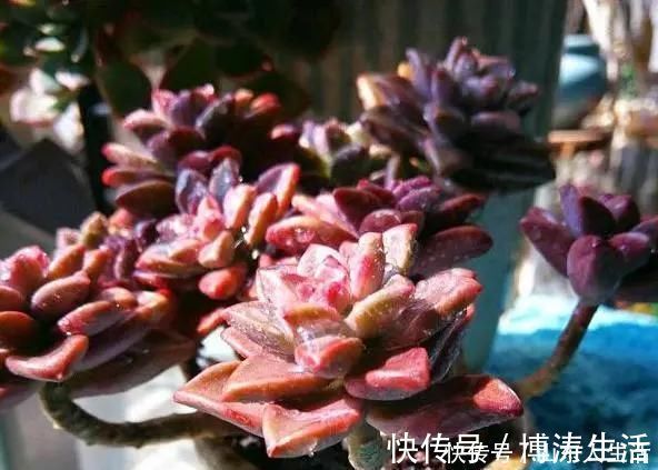李大姐养多肉10多年,总结6个好品种,新手也能养成“漂亮老桩”