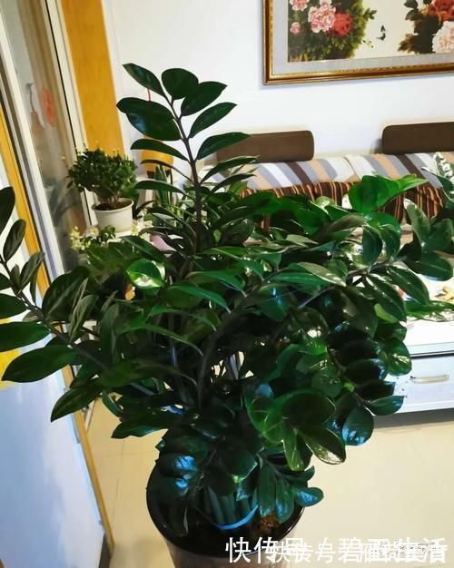 花根|金钱树盆里扔点“东西”,嫩芽争着往外冒,不出俩月就爆盆!