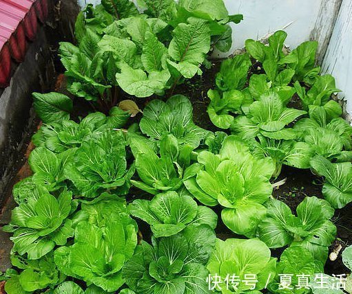 种菜|别人养花，她却种一楼顶菜，多得吃不完都送邻居了