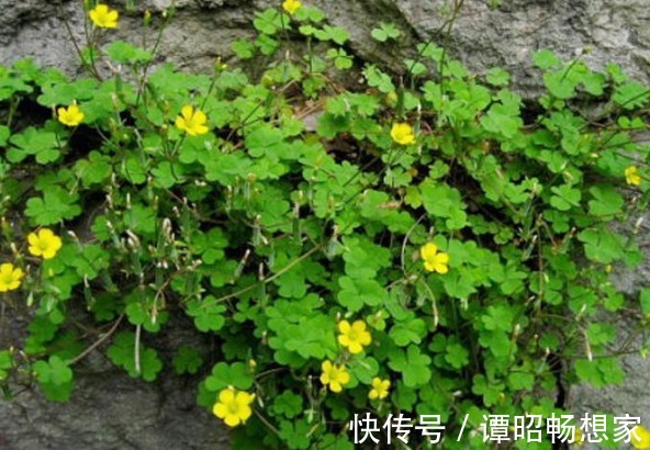 院子里长出5种草,尽量别破坏了,能赏又能当菜,有人花钱买来种