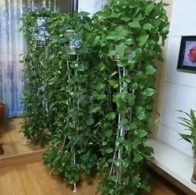 在家里养“绿萝”,3个“技巧”学好,6个月窜到1米长,繁殖20盆