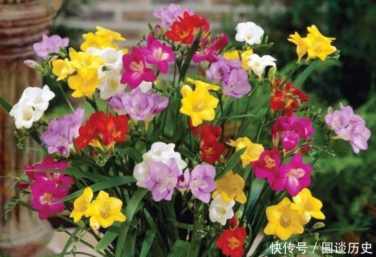 4种花很好养,耐热耐晒更耐旱,株型美观大气,非常优雅