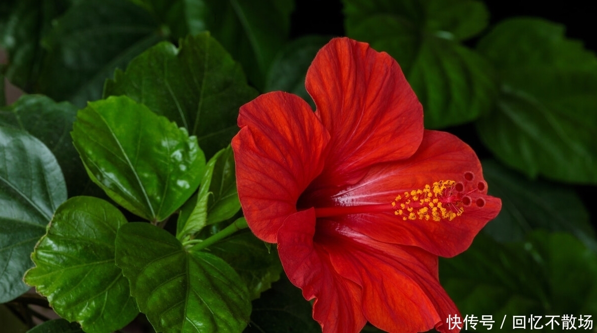 为了一盆花，家人关系彻底破裂，花有什么错？