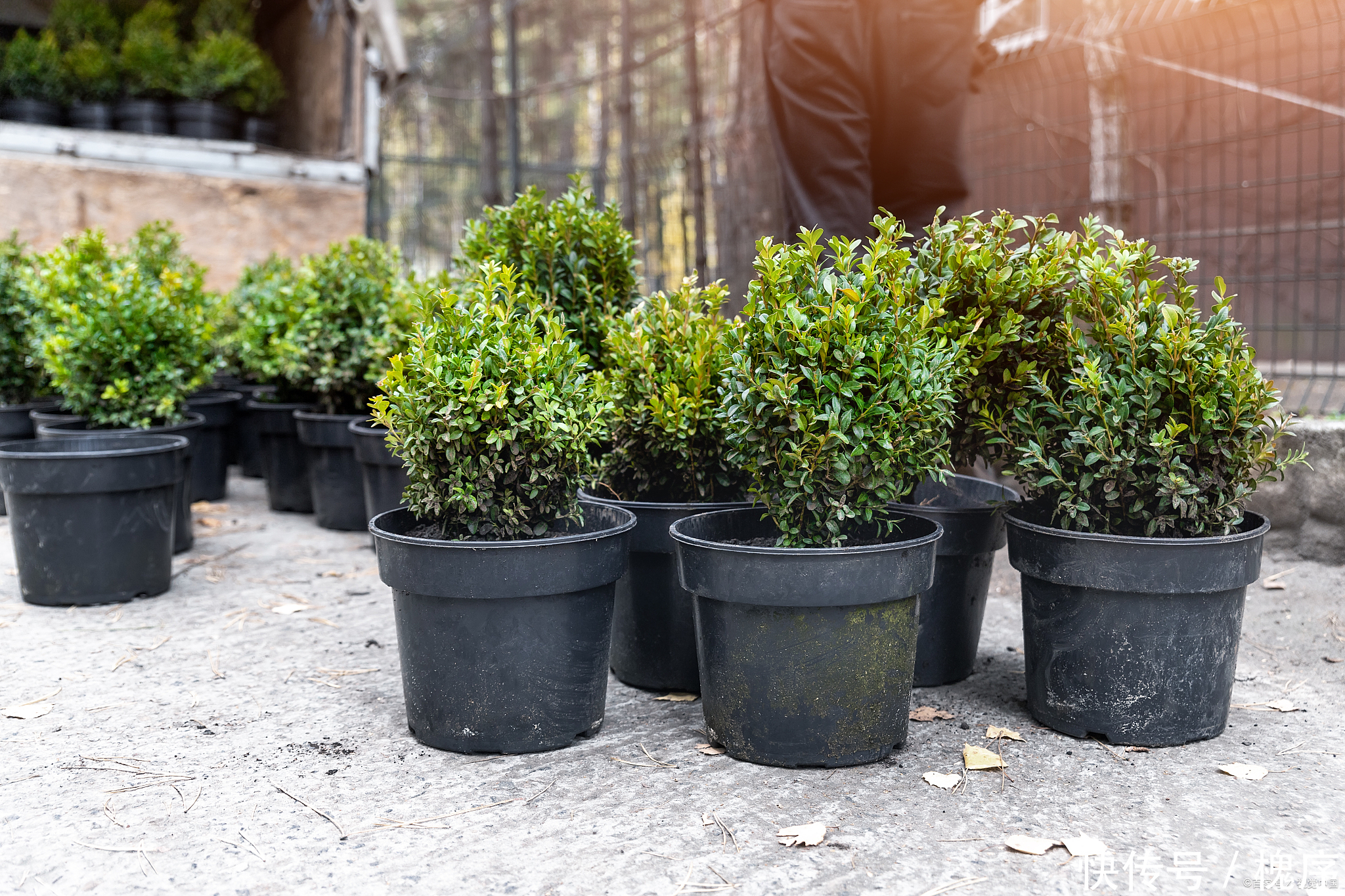 3万买棵盆景树,有人说不值,绿化带里大把,你觉得呢?