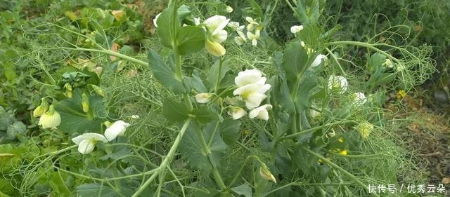 清妍豌豆开白花,用心赏悦美如画