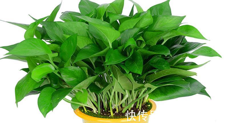 绿萝|卧室不养别的花，就养四种花真不错，助眠净化又养人