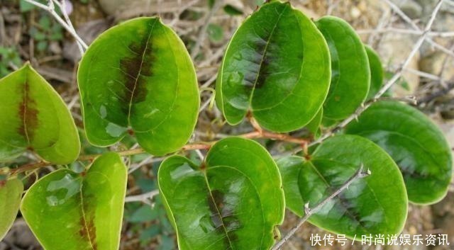 野果|果实小还有点涩,80后有吃过,如今经常被除,根茎30元一斤!